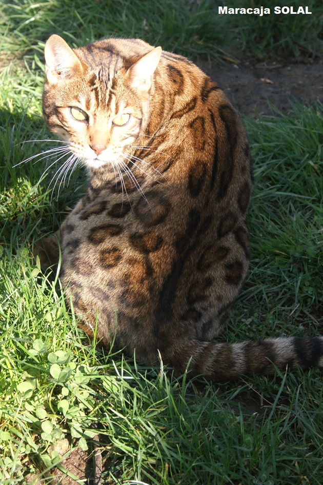 chat bengal brown